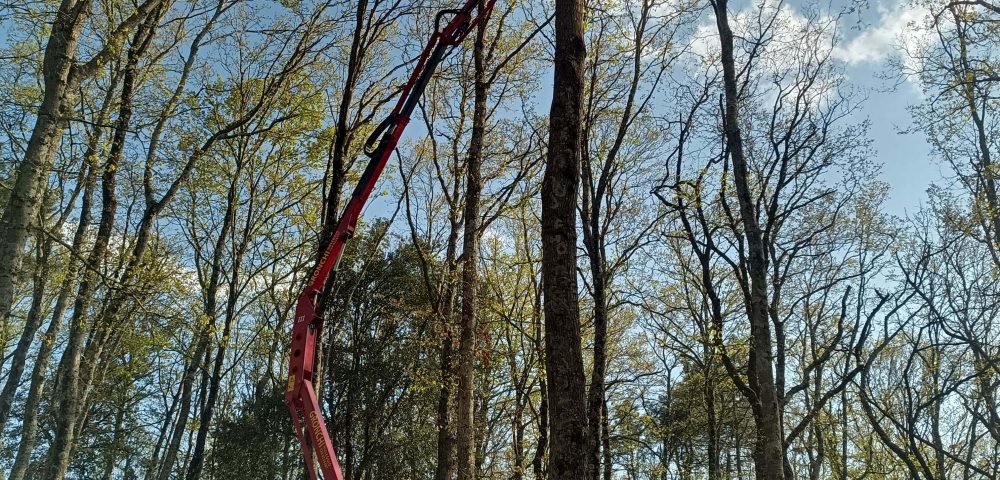 Lavori di manutenzione al parco avventura di Castelfalfi – Sicurezza e natura in equilibrio
