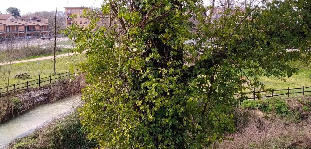 Costruzione parco avventura fontana liri frosinone