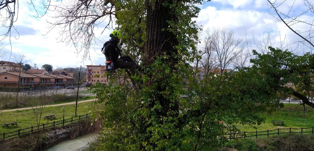 Costruzione percorso su albero parco avventura frosinone